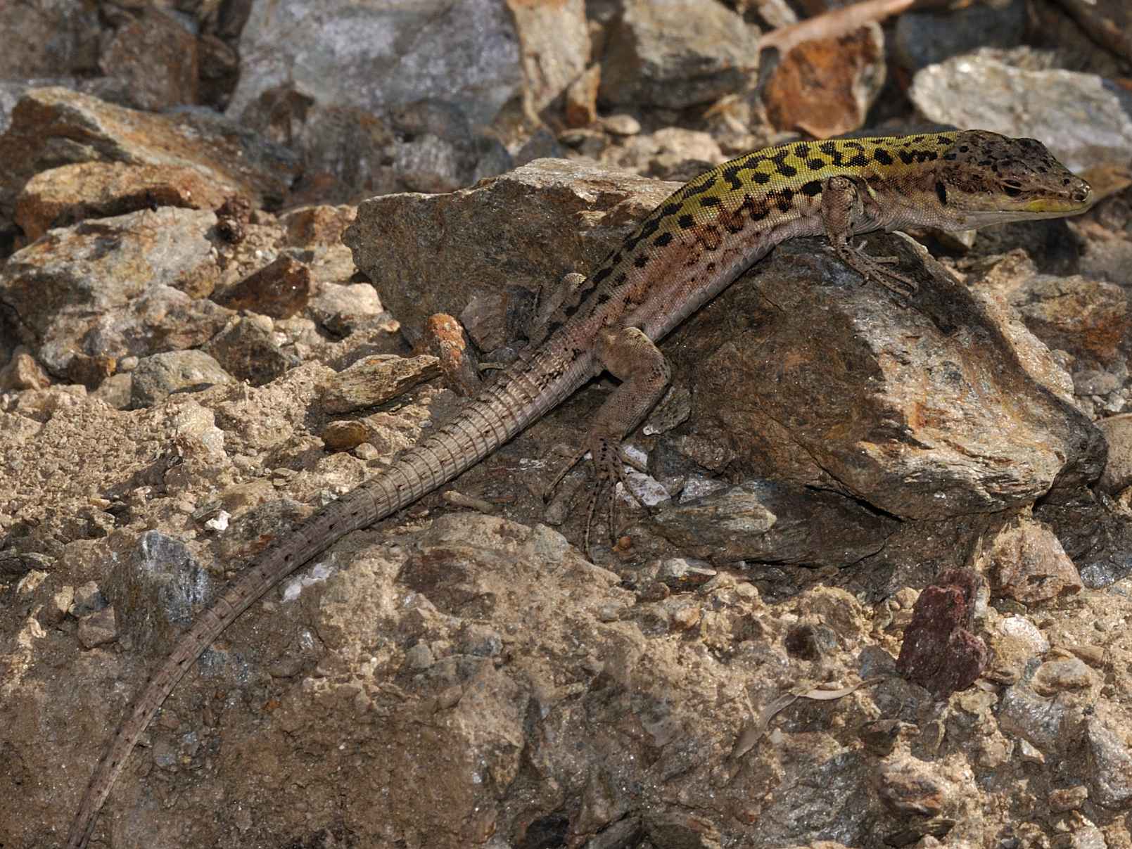 Lacertidae